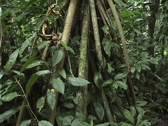 Costa Rica 055.jpg